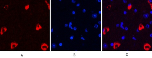 MAP2 (3B5) Mouse mAb