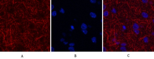 MAP2 (3B5) Mouse mAb