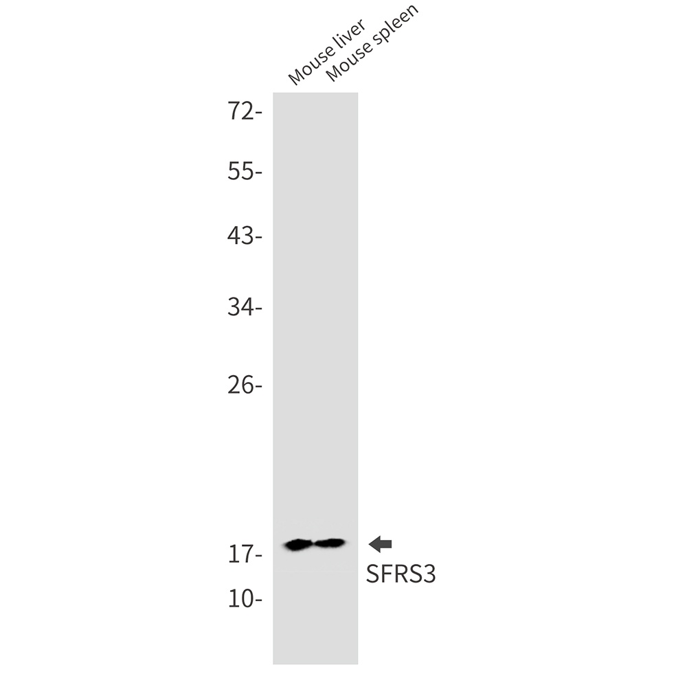 SRSF3 Antibody