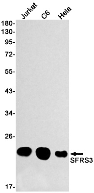 SRSF3 Antibody