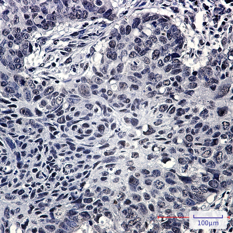 SRSF3 Antibody
