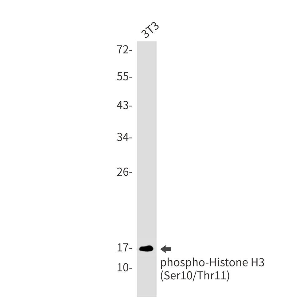 H3C1 Antibody