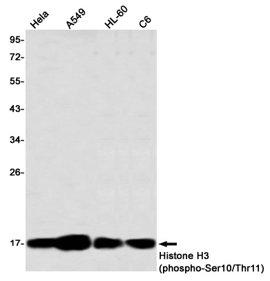 H3C1 Antibody