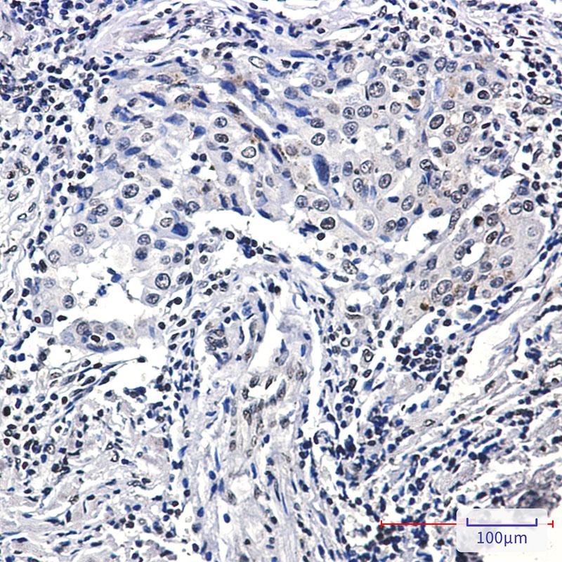 H3C1 Antibody