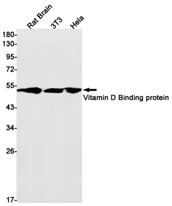 GC Antibody