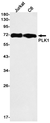 PLK1 Antibody