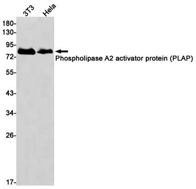 PLAA Antibody