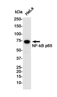 RELA Antibody