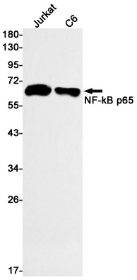 RELA Antibody