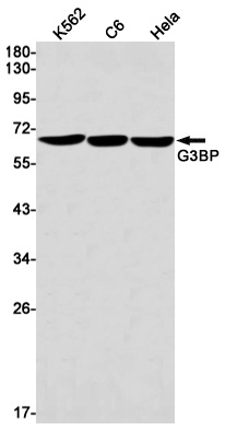 [KD] G3BP Rabbit mAb