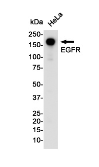 [KO] EGFR Rabbit mAb