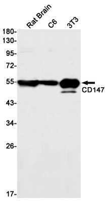 CD147 Rabbit mAb