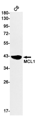 MCL1 Antibody