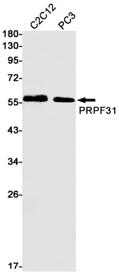 PRPF31 Antibody