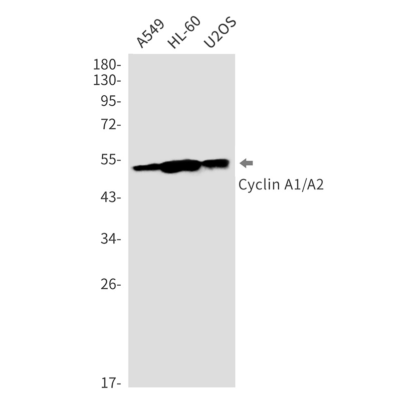 Cyclin A1/A2 Rabbit mAb