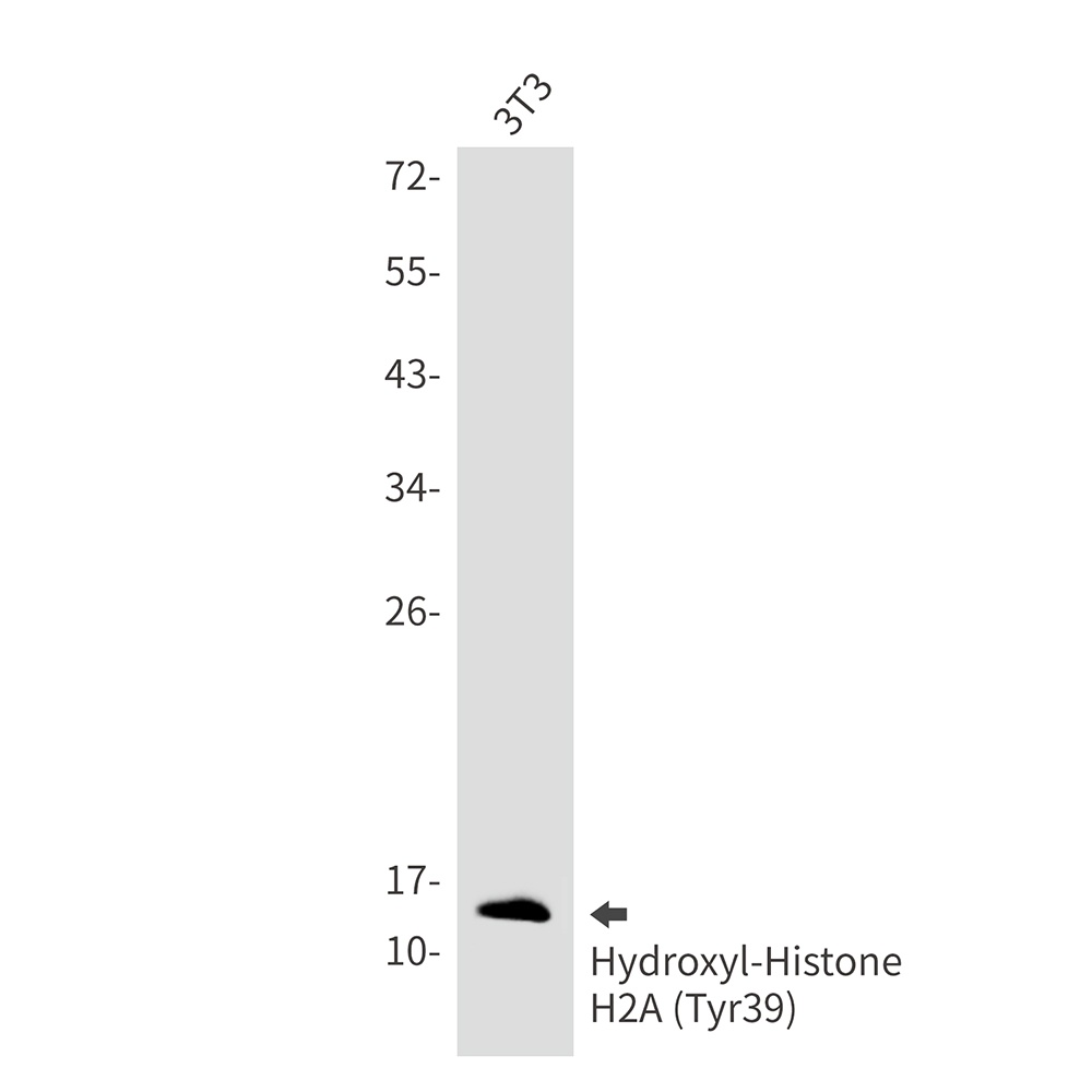 Hydroxyl-Histone H2A (Tyr39) Rabbit Monoclonal Antibody