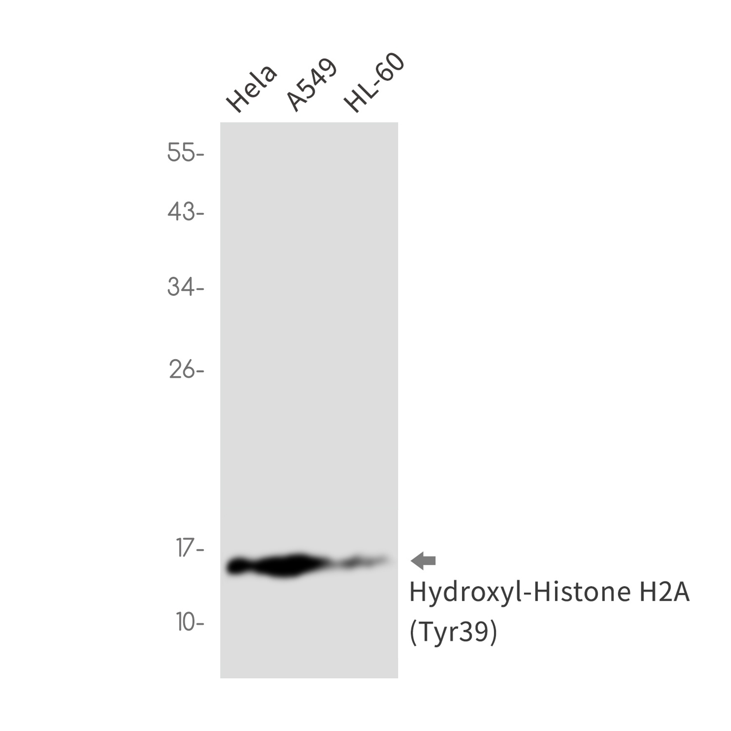 Hydroxyl-Histone H2A (Tyr39) Rabbit Monoclonal Antibody