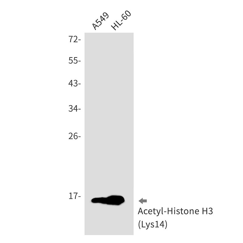 H3C1 Antibody