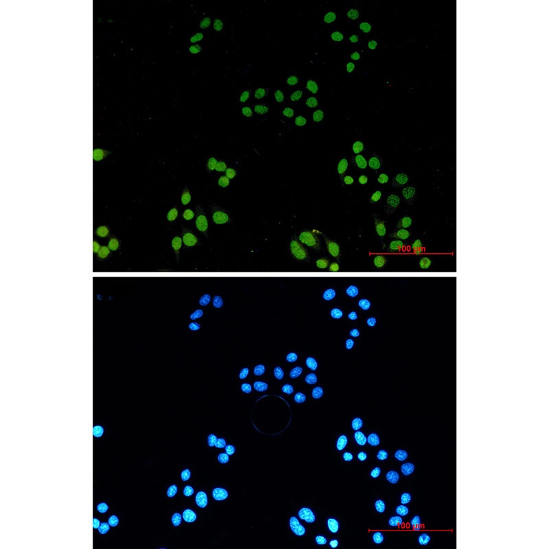 H3C1 Antibody