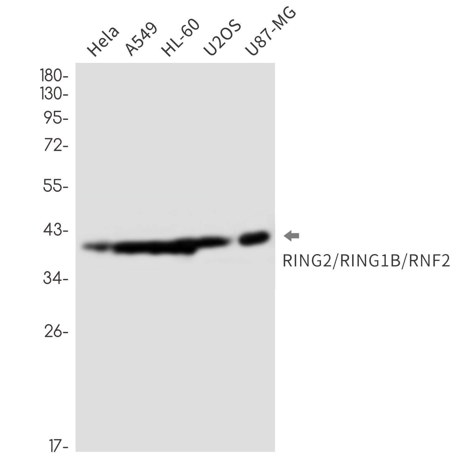 RNF2 Antibody