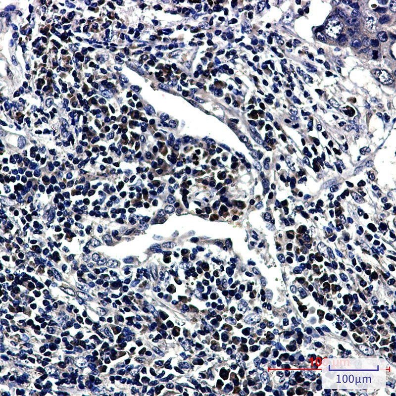 RNF2 Antibody