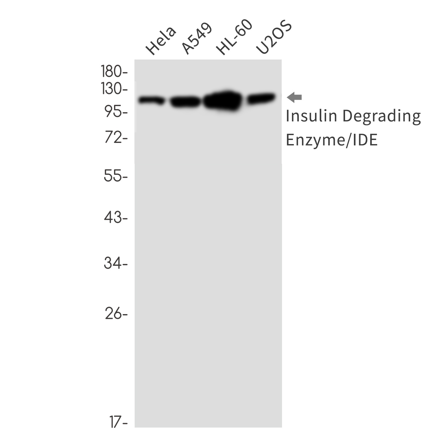 Insulin Degrading Enzyme Rabbit mAb