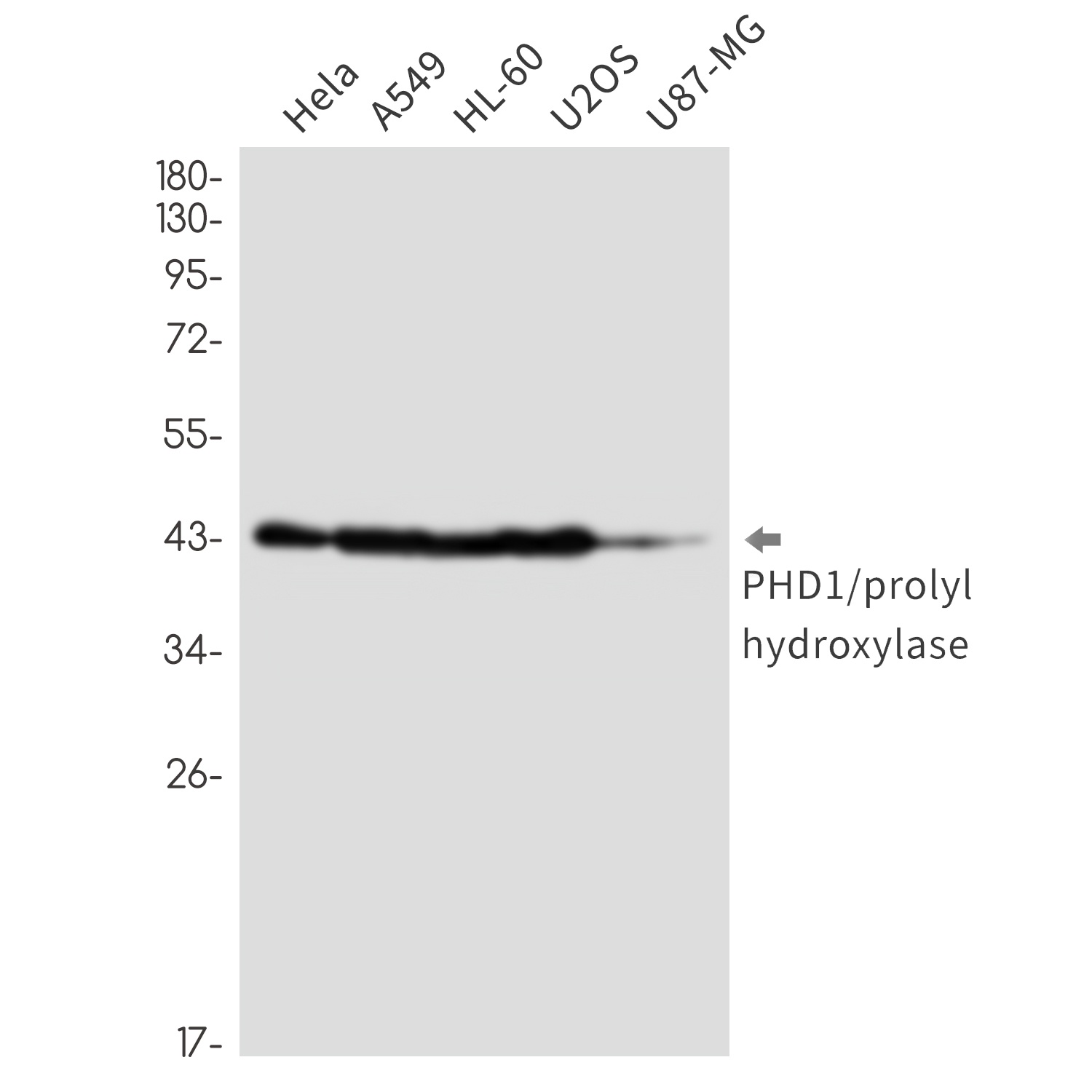 EGLN2 Antibody