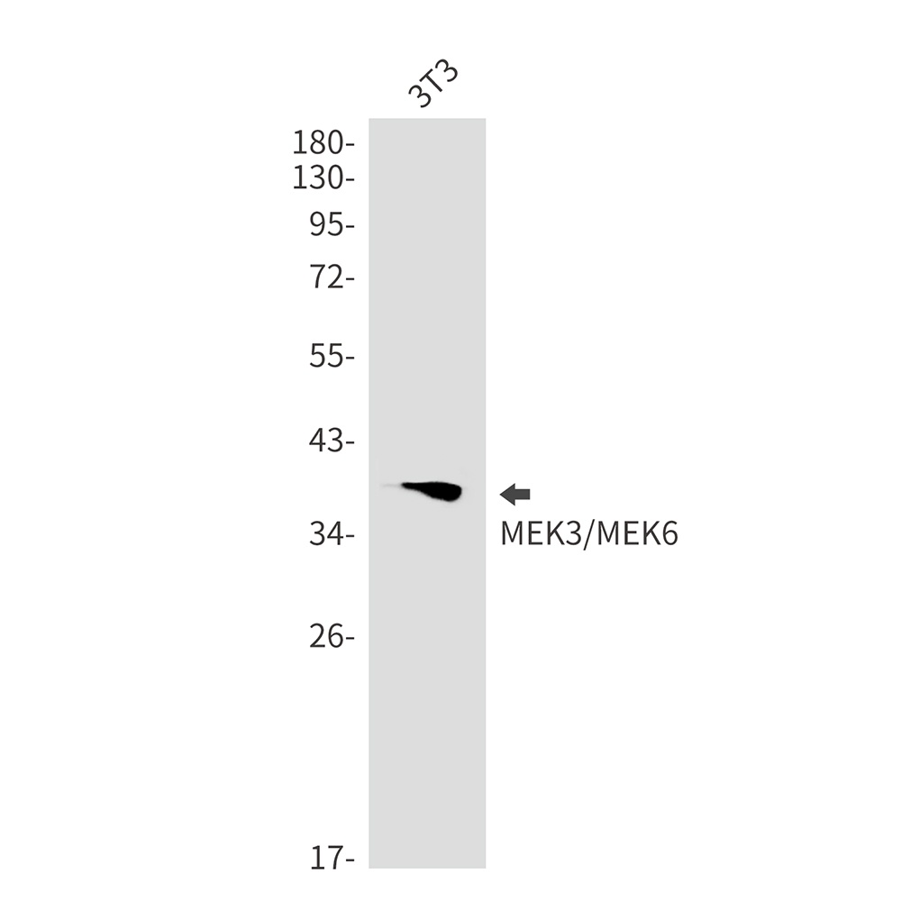 MEK3/MEK6 Rabbit mAb