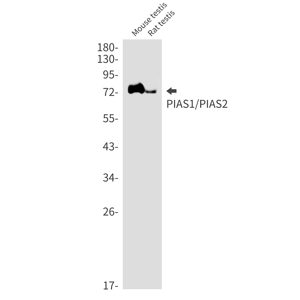 PIAS1/2 Rabbit mAb