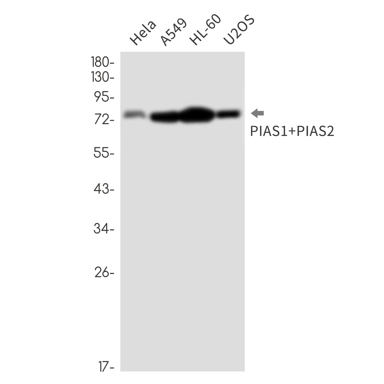 PIAS1/2 Rabbit mAb