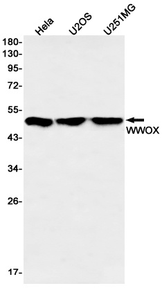 WWOX Antibody