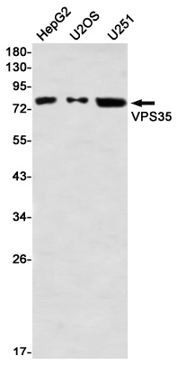 VPS35 Antibody