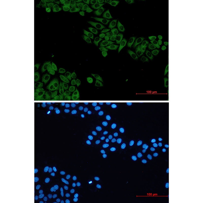 VAV2 Antibody