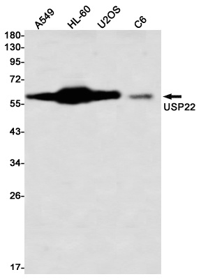 USP22 Antibody