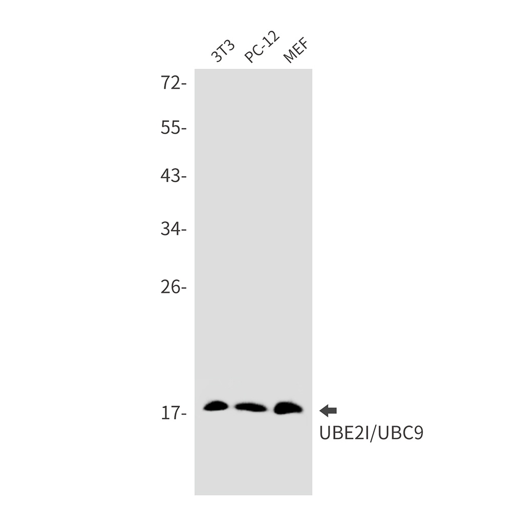 UBE2I Antibody