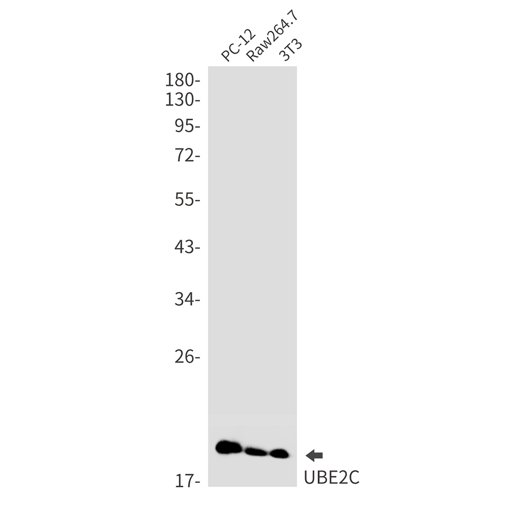 UBE2C Antibody