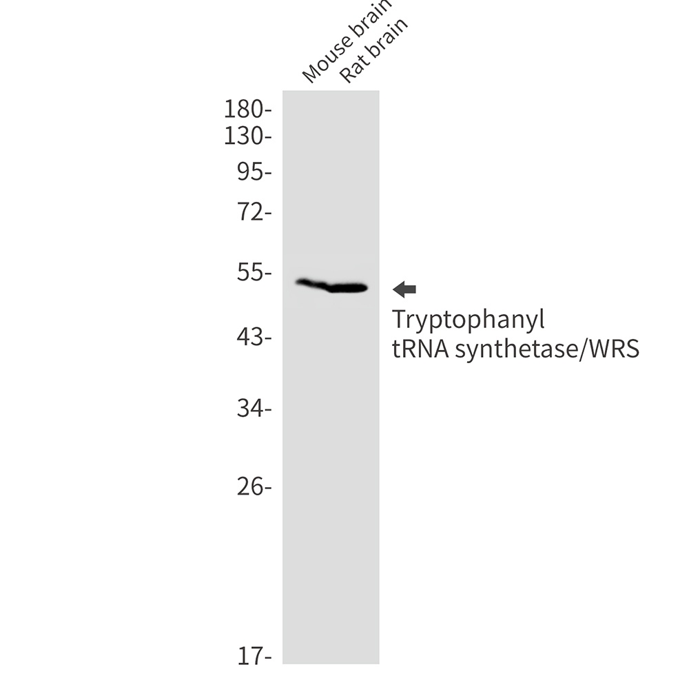 Tryptophan tRNA Ligase Rabbit mAb