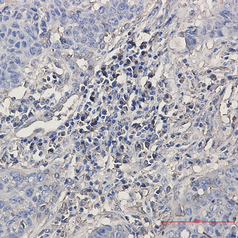 Tryptophan tRNA Ligase Rabbit mAb