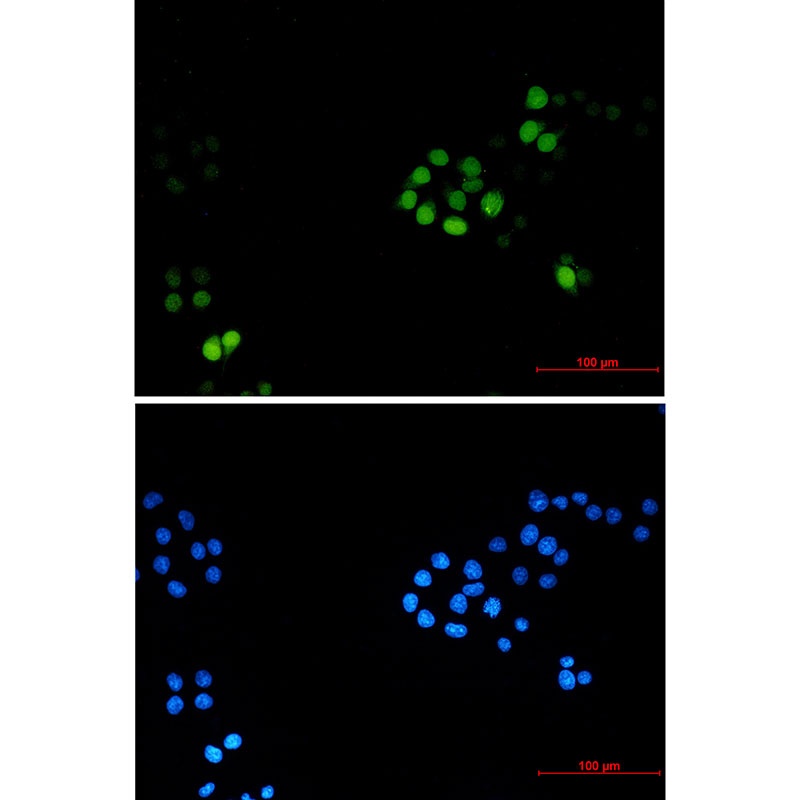 TPX2 Antibody