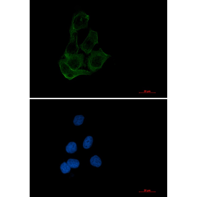 TFEB Antibody