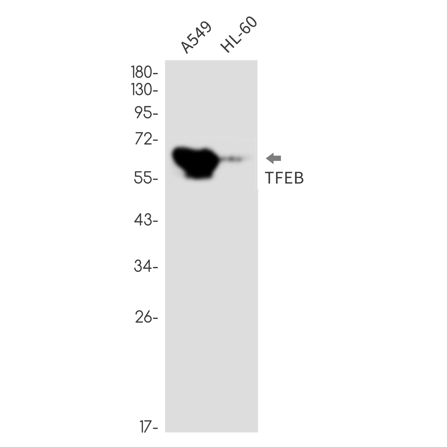 TFEB Antibody