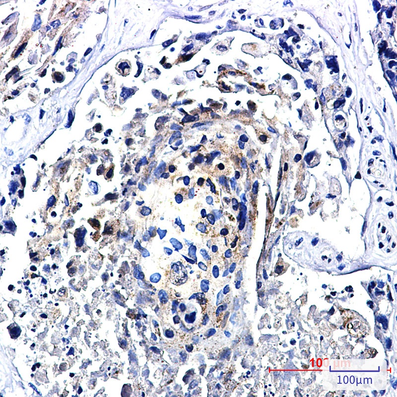 TFEB Antibody