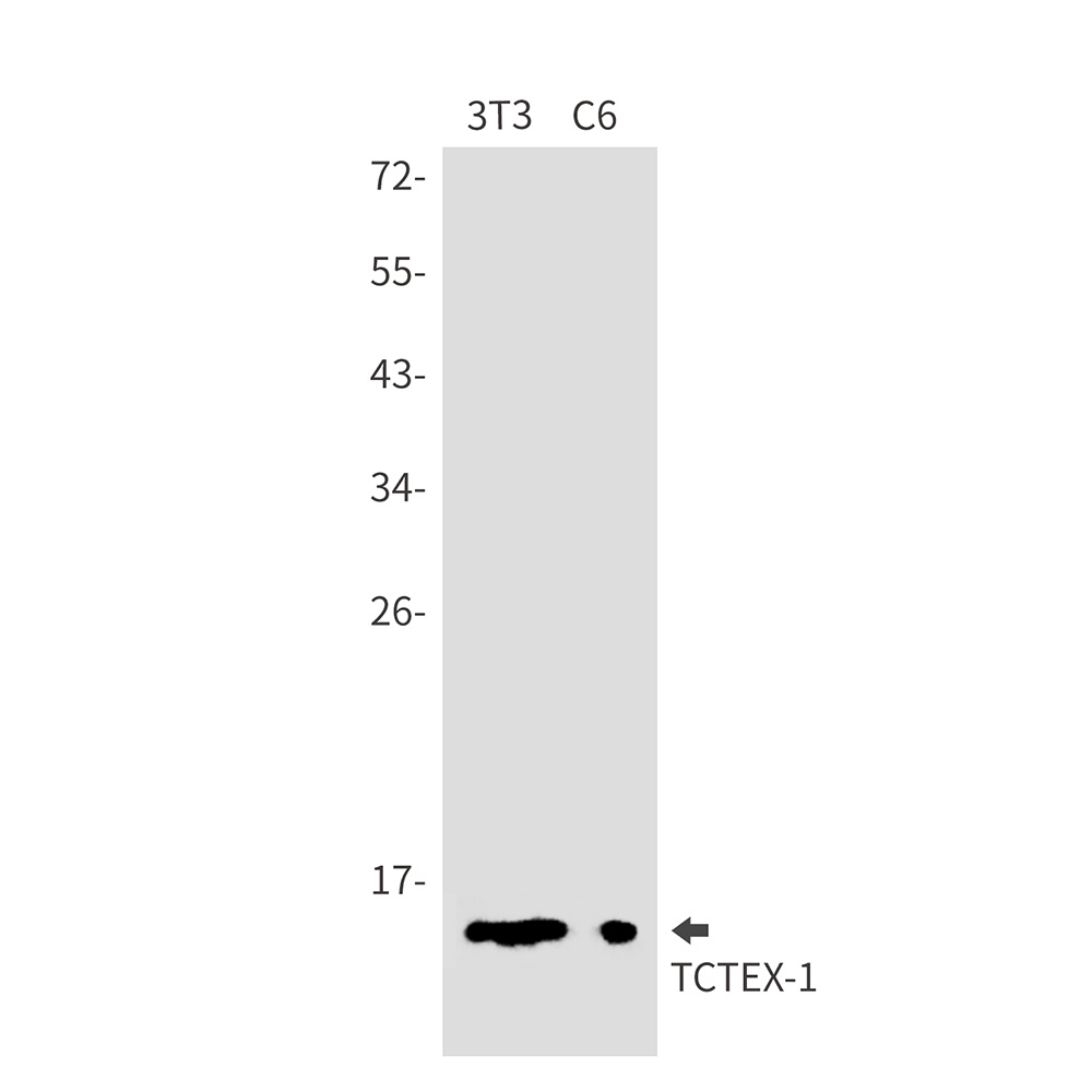 DYNLT1 Antibody