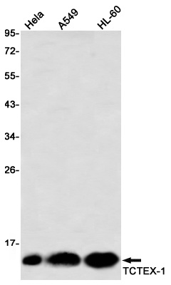 DYNLT1 Antibody