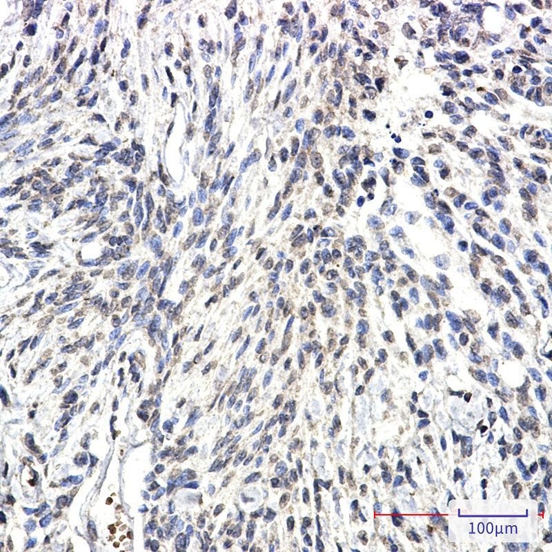 Synapsin 2 Rabbit mAb