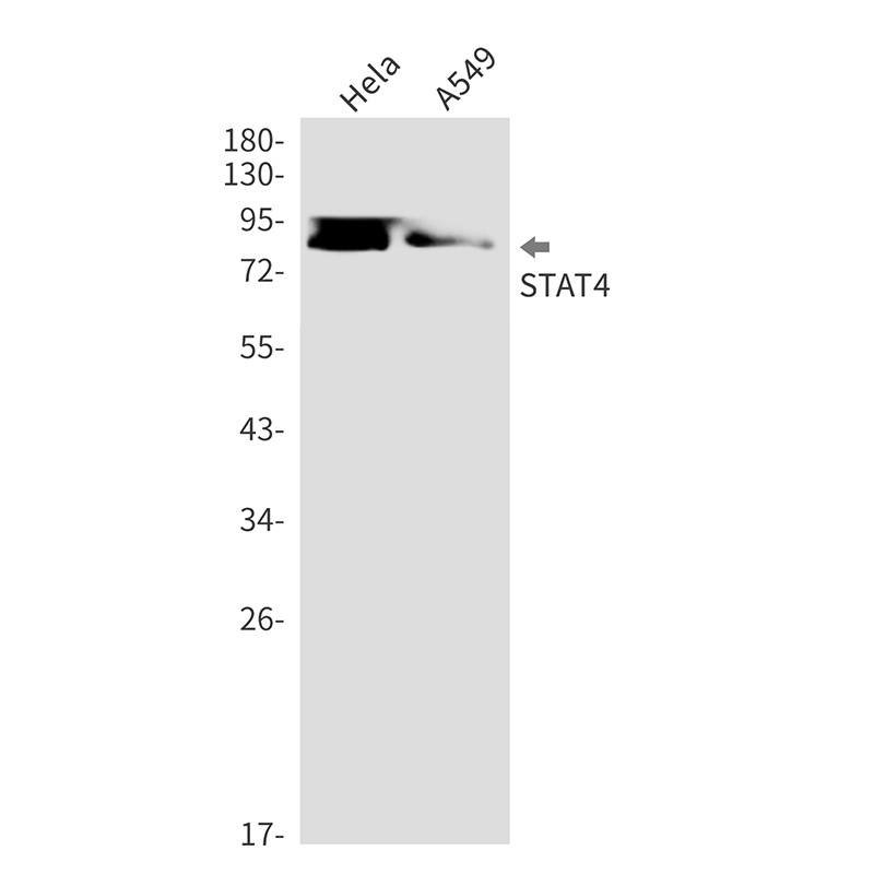 STAT4 Antibody