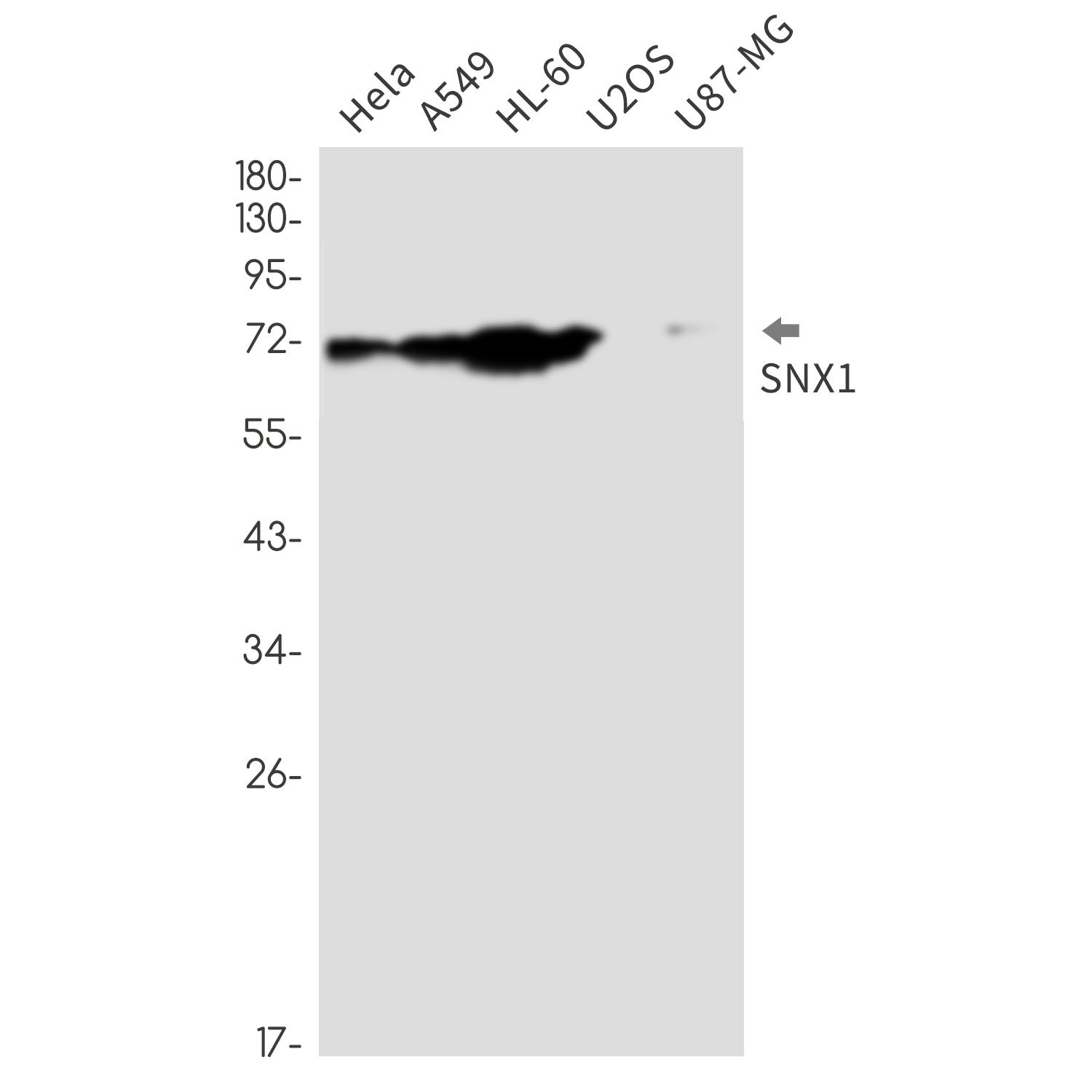 SNX1 Antibody