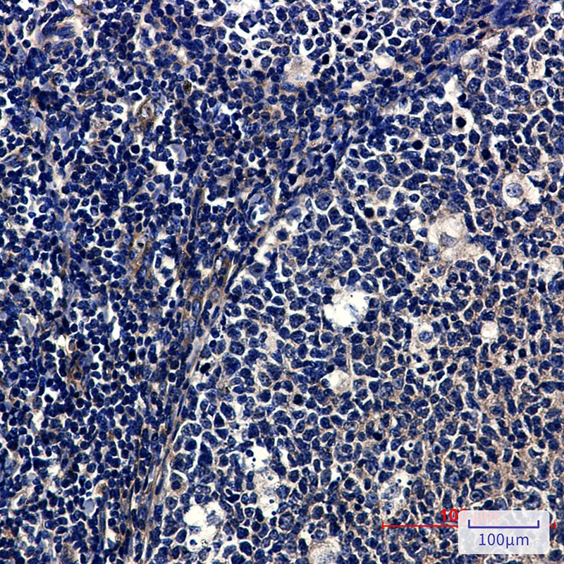 SNX1 Antibody