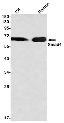 SMAD4 Antibody