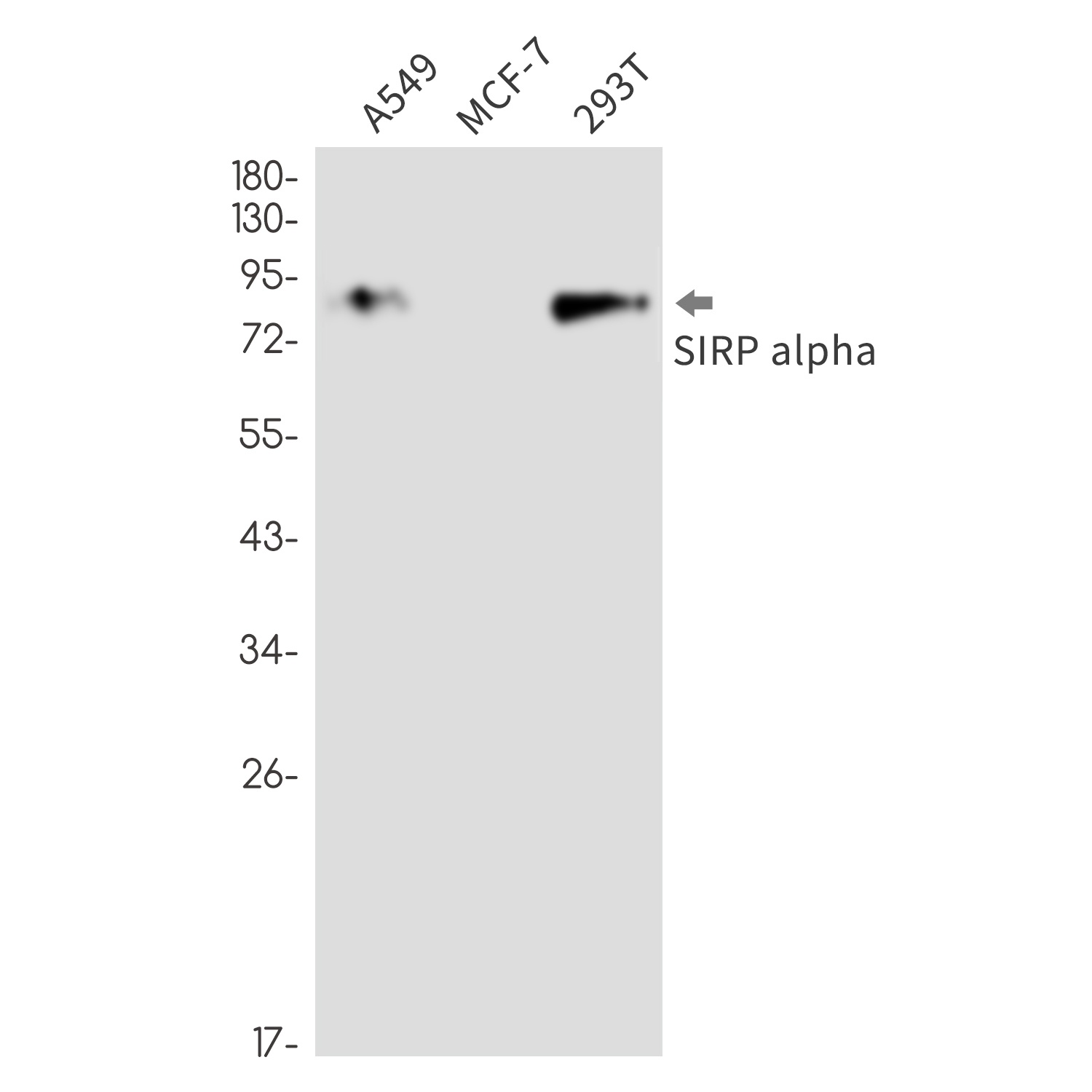 SIRPA Antibody